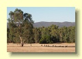 P1181128_Grampians_NP