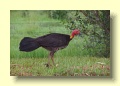 P1272030_Brush_Turkey