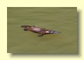 P2062610_Platypus