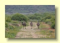 P1120005_Wilsons_Promontory_NP