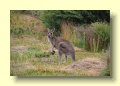 P1120016_Wilsons_Promontory_NP