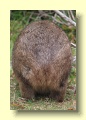 P1120082_Wombat