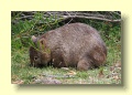 P1120089_Wombat