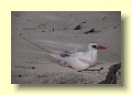 P5021417_Red_Tail_Tropic_Bird