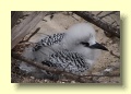 P5021422_Red_Tail_Tropic_Bird