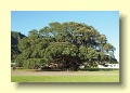 P4139474_Largest_Pohutukawa_Tree