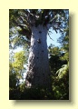 P4190048_Tane_Mahuta