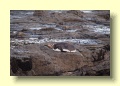 P3075721_Yellow_Eyed_Penguin