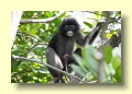 PA301806_Dusky_Langur