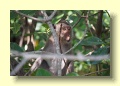 PA301833_Long_Tailed_Monkey