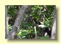 PA301842_Dusky_Langur