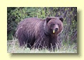 P6158095_Grizzly