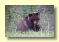 P6158120_Grizzly