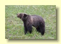 P6158153_Grizzly