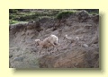 P6188834_Bighorn_Sheep