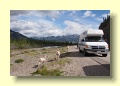 P6188843_Bighorn_Sheep