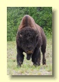 P6279872_Bison