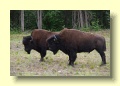 P6279885_Bison