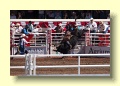 P7061335_Calgary_Stampede_Rodeo