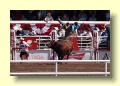 P7061343_Calgary_Stampede_Rodeo