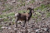 P7152705_Bighorn_Sheep