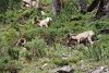 P7152727_Bighorn_Sheep