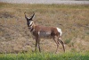 P7172815_Pronghorn