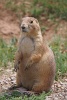 P7172872_Prairie_Dog