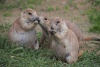 P7172912_Prairie_Dog