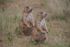 P7172930_Prairie_Dog