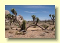 P5122698_Joshua_Tree_NP