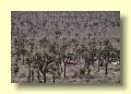 P5122751_Joshua_Tree_NP