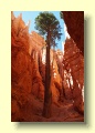 P5224942_Bryce_Canyon