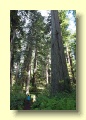 P6087217_Redwood_NP