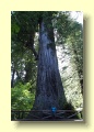 P6087283_Redwood_NP